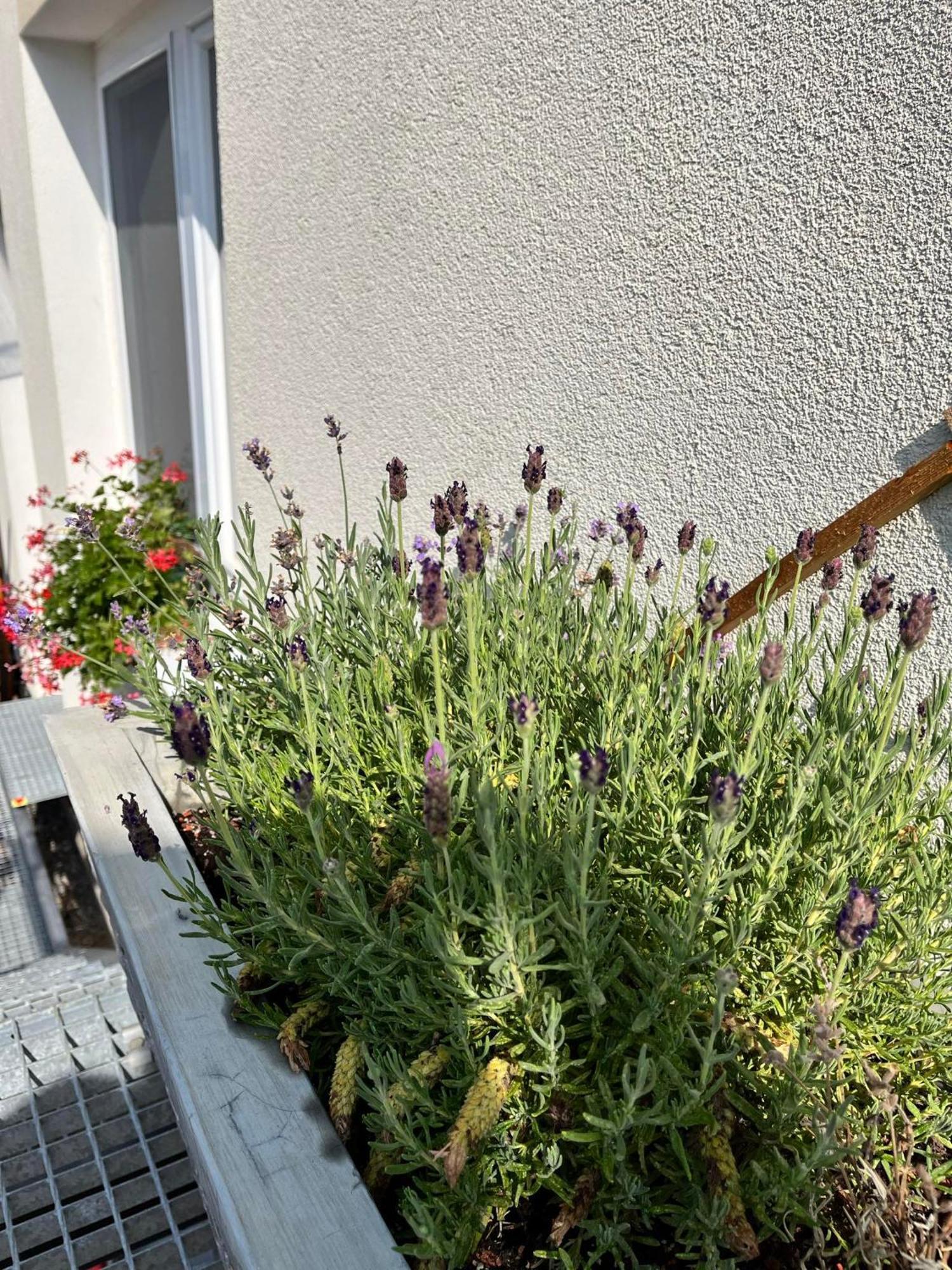 P&P Apartmany Bojnice Eksteriør billede